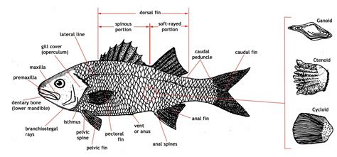 Physiology 3252 > Renfro > Flashcards > Fish Physiology | StudyBlue