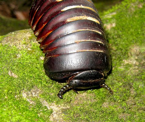 Pill millipede's face | A common giant millipede species of … | Flickr