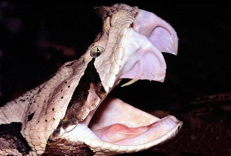 The Gaboon Viper, aka the snake with the longest fangs (2 inches) : natureismetal