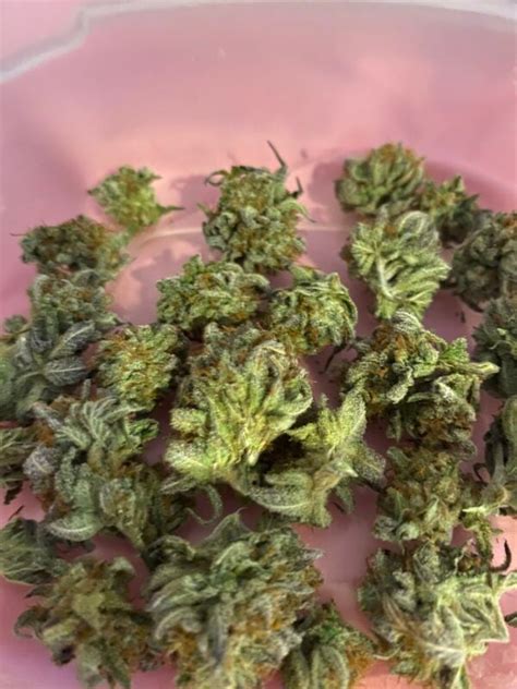 Purple Bubba Kush - Greenpoint Seeds