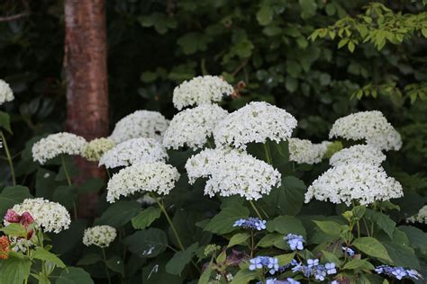 Hydrangeas for Shade - Gardening - Learning with Experts | Hydrangea ...