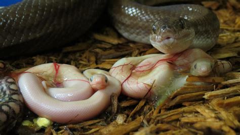 Download Baby Newborn Anaconda Snake On Itl.cat