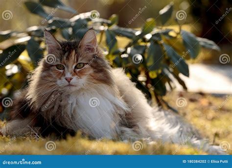 A Beautiful Tortoiseshell Norwegian Forest Cat Lying in Garden Stock Photo - Image of background ...