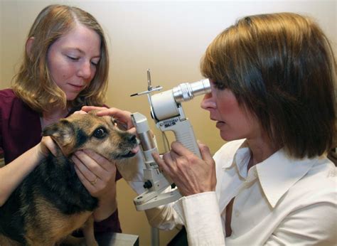 Incredible Animal Eye Specialty Clinic Stuart Fl Ideas