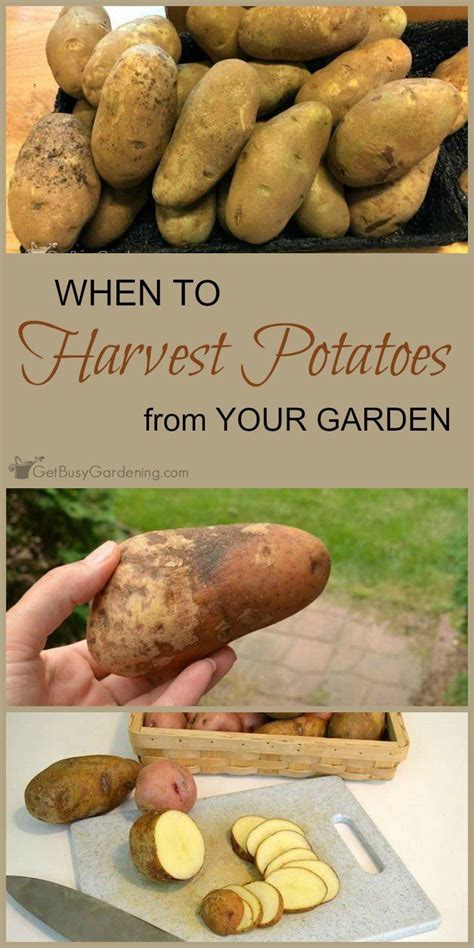 When And How To Harvest Potatoes | Ernte, Pflanzen, Garten