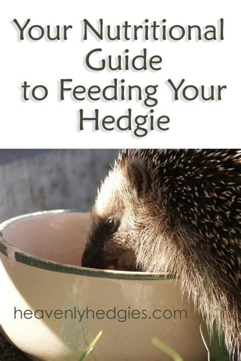 The Best Hedgehog Food List - Heavenly Hedgies