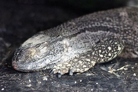 A Guide to Caring for Black-Throated Monitor Lizards as Pets