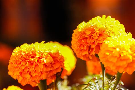 Day Of The Dead Marigold Flowers