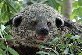 The binturong - ABConservation