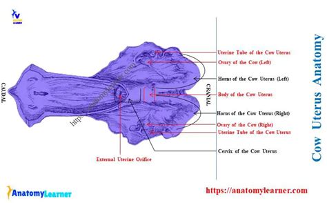 What is the Differences Between a Cow and a Mare Uterus ...