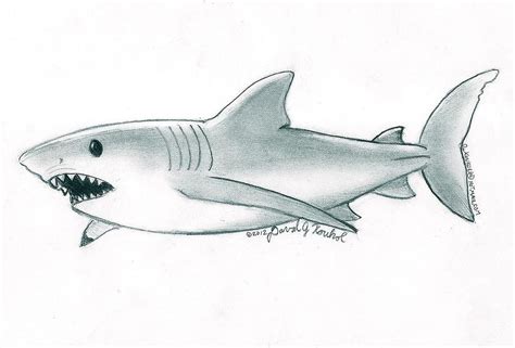 Great White Shark Drawing by David Koukol | Pixels