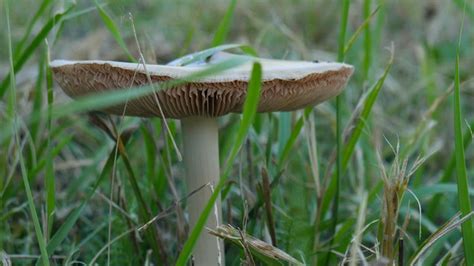 Mushrooms in your yard could be poisonous to dogs - ABC13 Houston