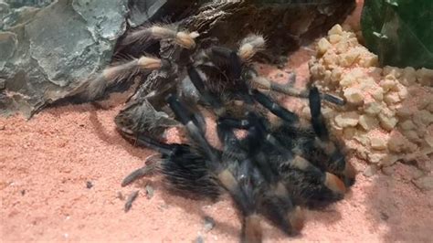 Watch a Tarantula Crawl Out of Its Own Skeleton