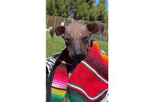 Xoloitzcuintli Puppies for Sale from Reputable Dog Breeders