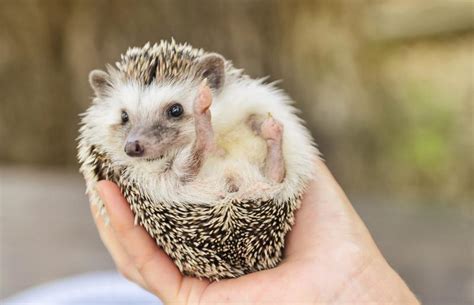 Do Hedgehogs Make Good Pets? Facts, Costs & Care | LoveToKnow Pets