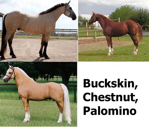 Mod The Sims - The Buckskin, Chestnut, and Palomino