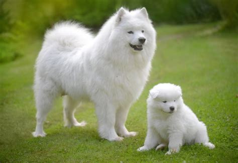 25 Best Family Dogs for Kids — Family Dog Breeds - Parade Pets