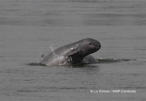 Mekong River Dolphin | Wallpapers Gallery