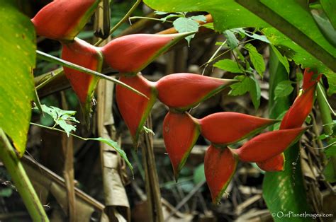 Flowers Native To Trinidad And Tobago | Best Flower Site