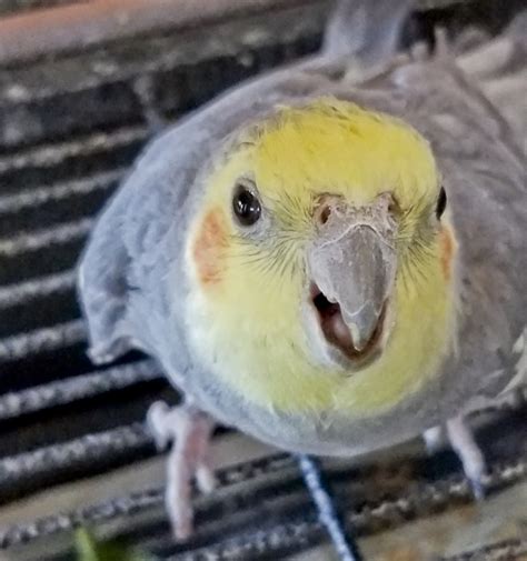 Cockatiel Talking Free Stock Photo - Public Domain Pictures