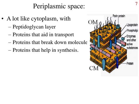 PPT - Bacterial Cell Structure (continued) PowerPoint Presentation, free download - ID:6695152