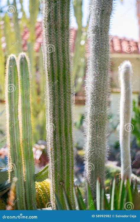 Desert Garden with Succulents Stock Photo - Image of exotic, green ...