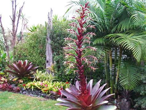 Rare Island Tropical Foliage Homestead - Bromeliad PLants Wholesale - RarePlants #BuyPLants # ...