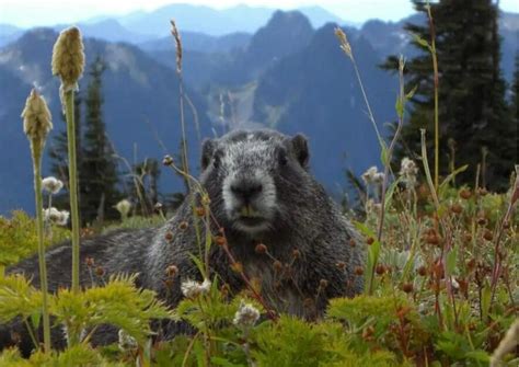 Marmot Behavior - AnimalBehaviorCorner