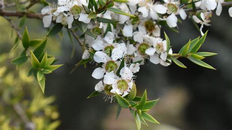 Leptospermum scoparium - Cambridge University Botanic Garden