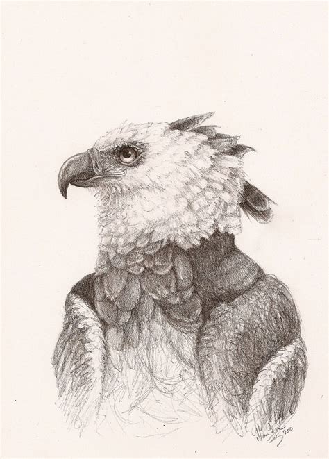 Harpy Eagle Drawing at GetDrawings | Free download