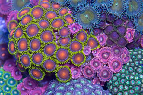 Purple corals Jigsaw Puzzle (Animals, Marine life) | Puzzle Garage