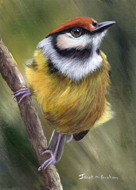 Original Bird Painting Art Rufous Crowned Tody Flycatcher - Etsy ...