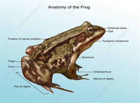 Frog Anatomy, Illustration - Stock Image - F031/8303 - Science Photo Library