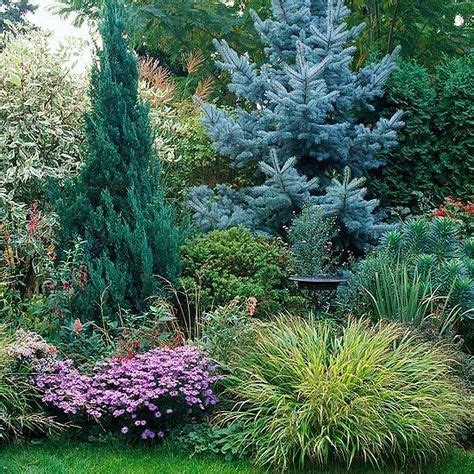 10+ Blue atlas cedar ideas | blue atlas cedar, evergreen landscape ...