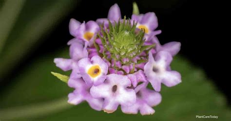 Types of Lantana Colors, Sizes & Growth Habits