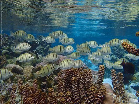 Snorkeling the Coral Garden, Tahaa | Snorkeling in French Polynesia