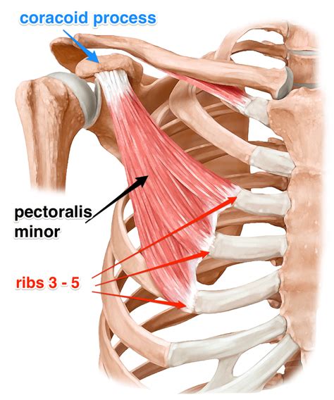 The Pectoralis Minor Muscle - Yoganatomy