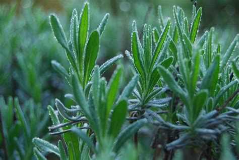 How To Grow Lavender Plants In Your Garden Or In Containers