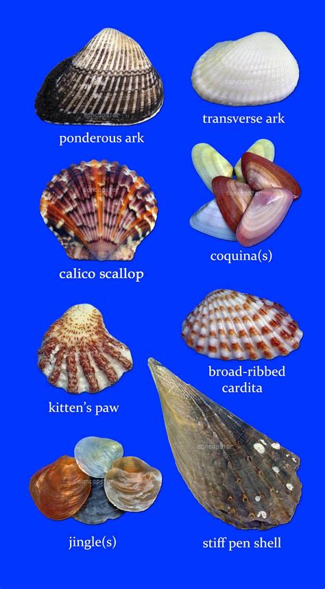 Sancapstar Shell Guide | Shells, Sea glass shell, Types of shells