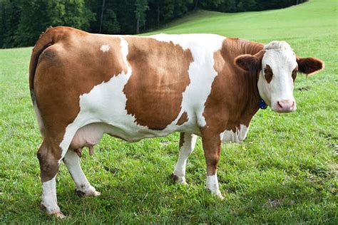 Best Simmental Cattle Stock Photos, Pictures & Royalty-Free Images - iStock