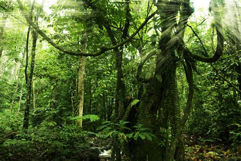 Tropical Rainforest Climate In The Philippines