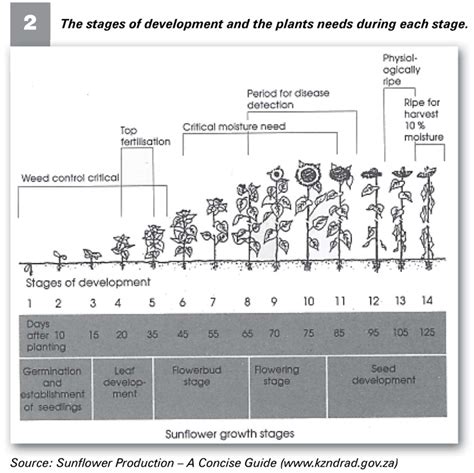 Different Stages Of Flower Growth - 1 709 Plant Growing Stages Vector Images Free Royalty Free ...