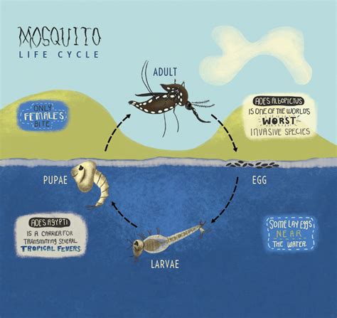 Invasive Mosquito Project – Students Discover