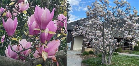 Meet This Tree: Magnolia x soulangeana - Saucer Magnolia - Larchmont Buzz - Hancock Park News