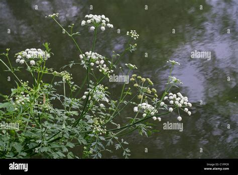 Hemlock Water Dropwort, Oenanthe crocata, Apiaceae. A British Wild ...