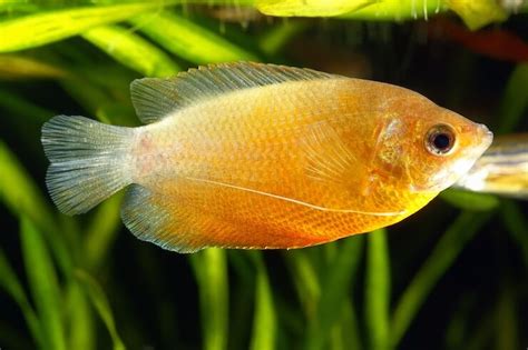 Honey Gourami Care Sheet and Species Info - Everything Fishkeeping