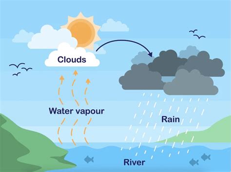 Water Cycle | Diagram, Process, Importance - GenieBook