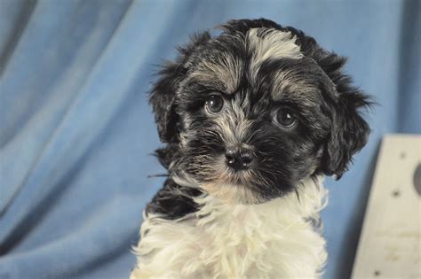 Havanese Puppies for Sale | Royal Flush Havanese