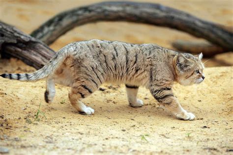 8 Fascinating Facts About the Sand Cat