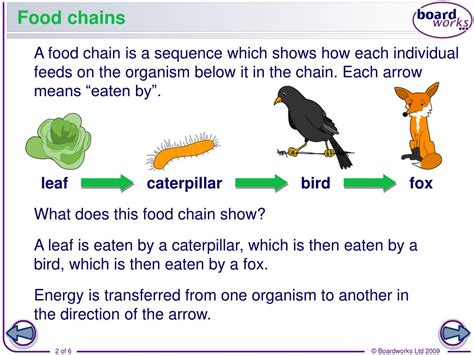 Explain how energy flows through this food chain | examquiz